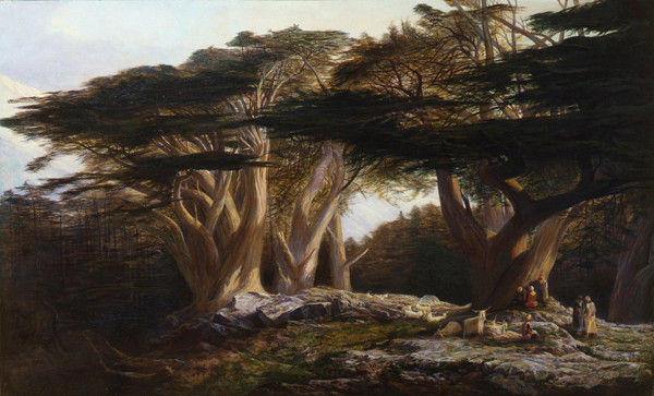 Leicester Galleries | The Cedars of Lebanon