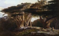 Leicester Galleries | The Cedars of Lebanon
